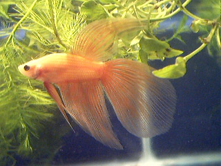 JAPANESE VEILTAIL